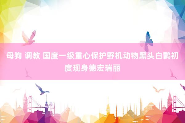 母狗 调教 国度一级重心保护野机动物黑头白鹮初度现身德宏瑞丽